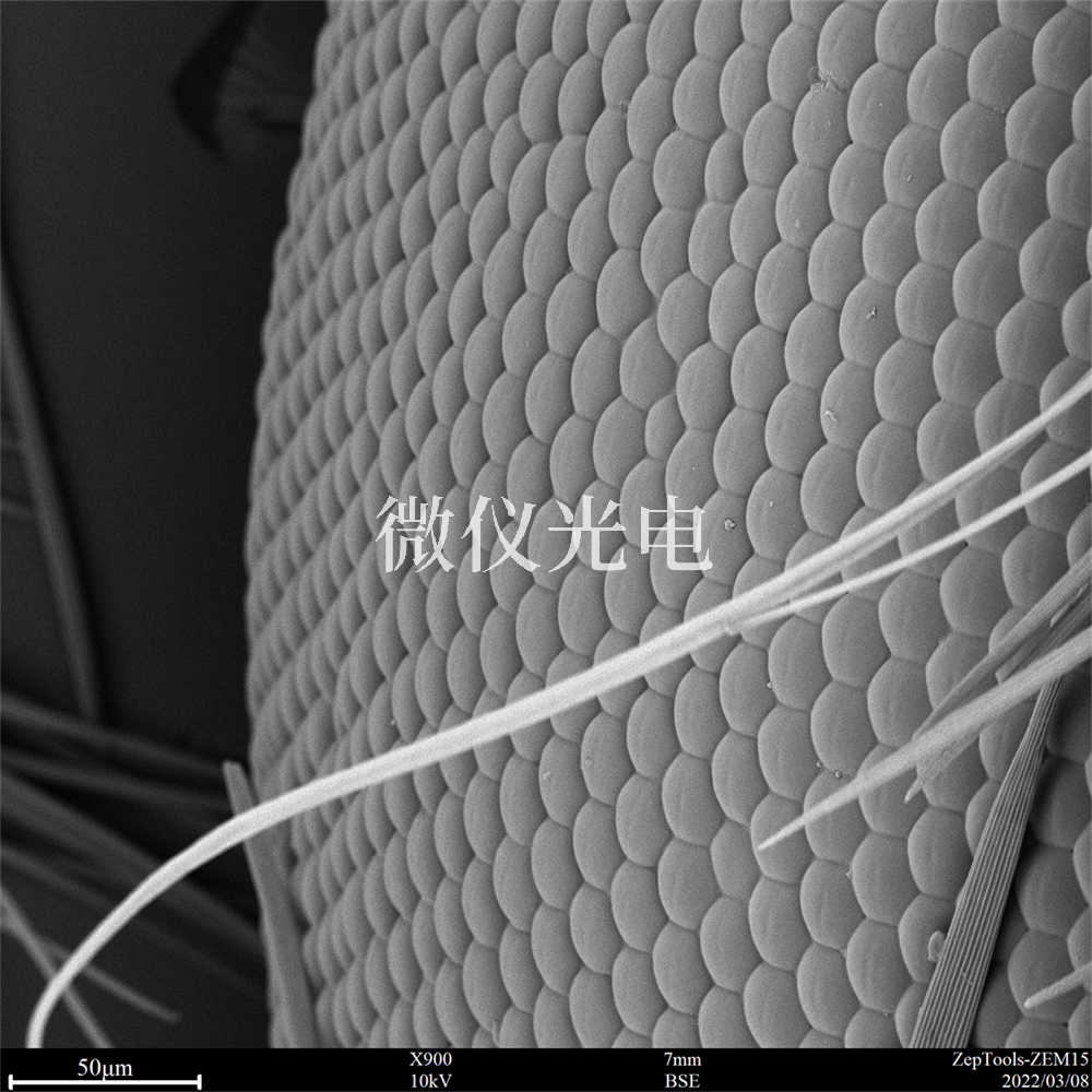 掃描電鏡下的昆蟲.png 掃描電鏡下的昆蟲.png