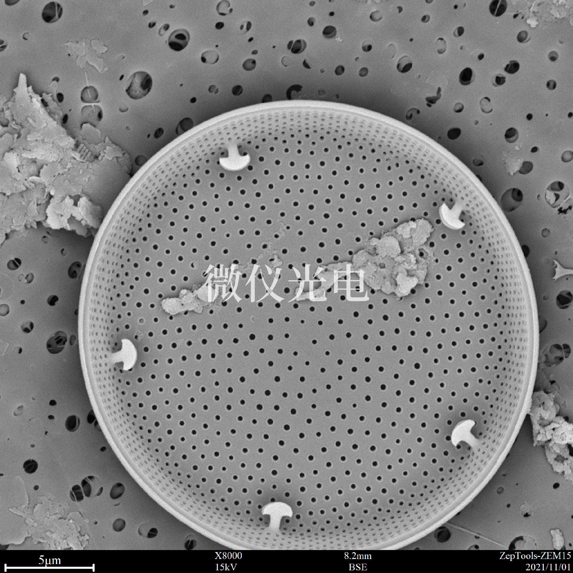 1662605189854017.png 掃描電鏡下的硅藻.png